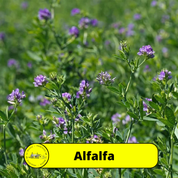 Alfalfa