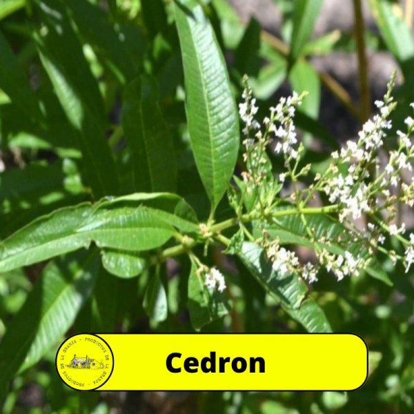 Cedrón