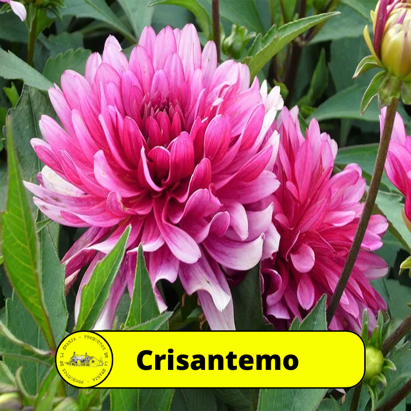 Crisantemo
