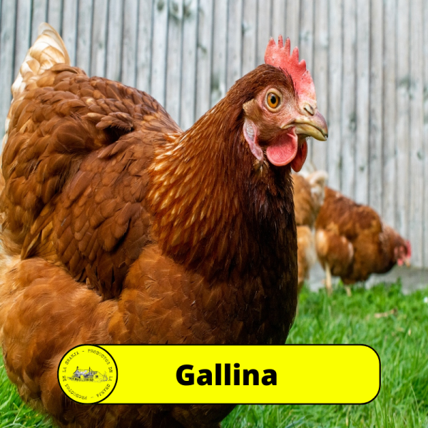 Gallinas