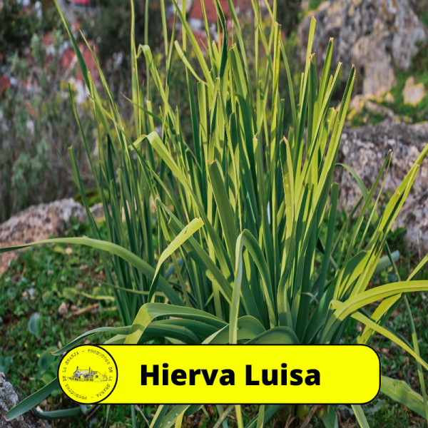 Hierva Luisa