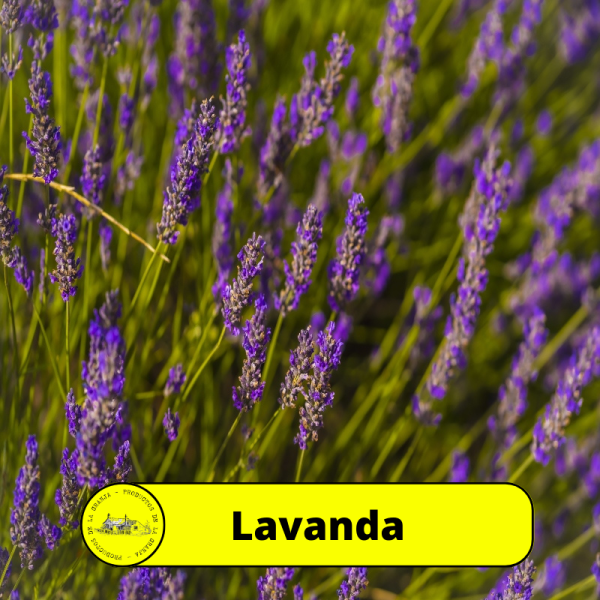 Lavanda