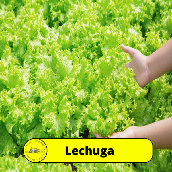 Lechuga