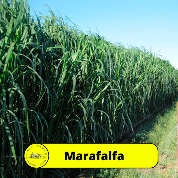 Maralfalfa