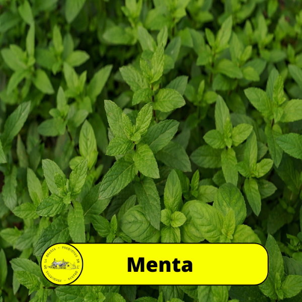 Menta