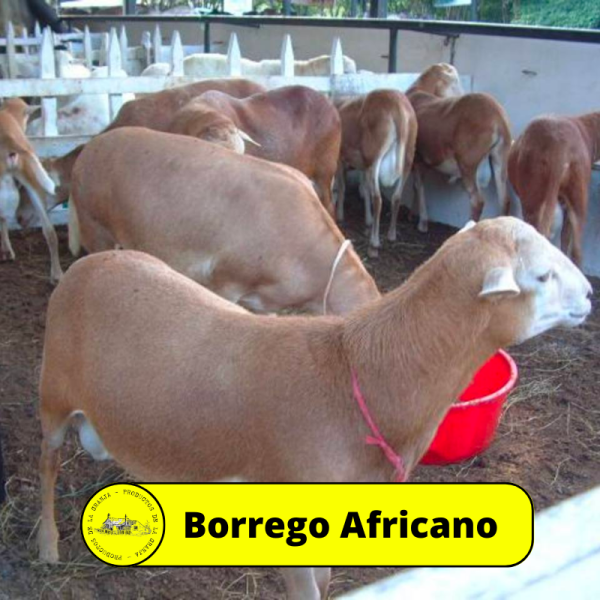 Borregos africanos